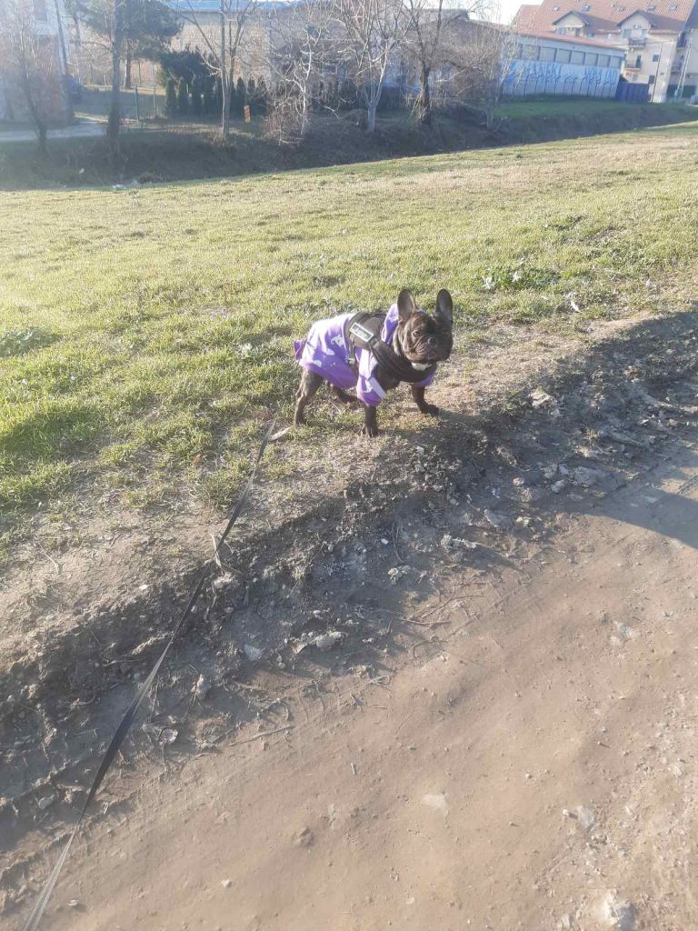 ozzy walkie