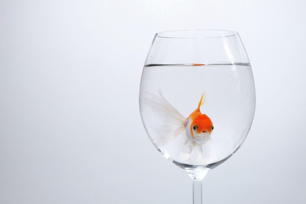 Best Aquarium Decorations for Fish Tanks (Safe, Non-Toxic & Visually Stunning)