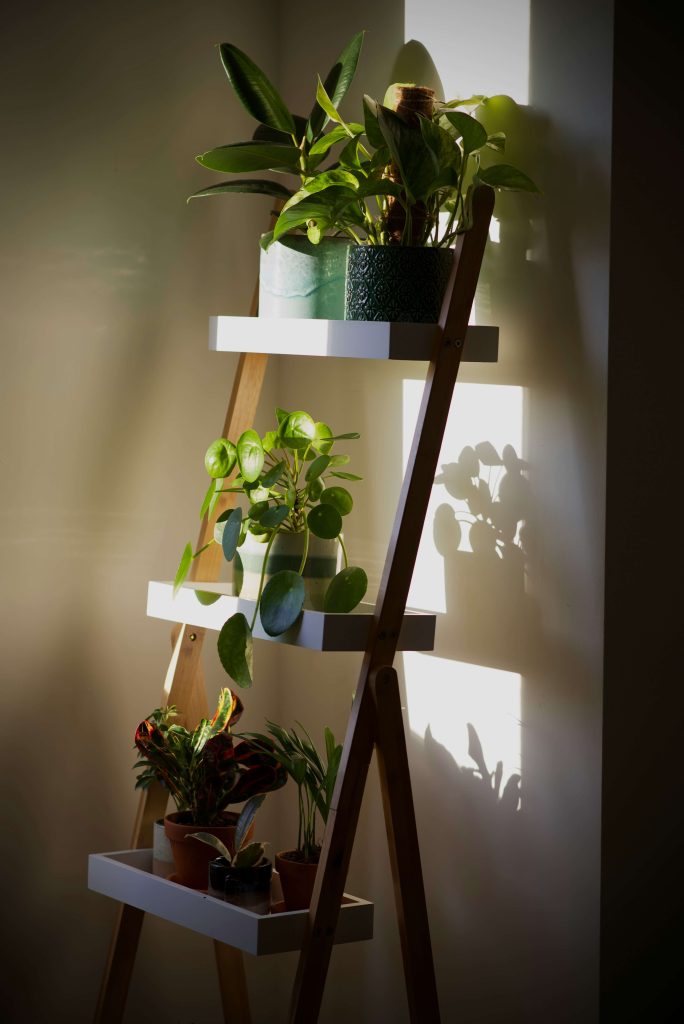 shelf for plants