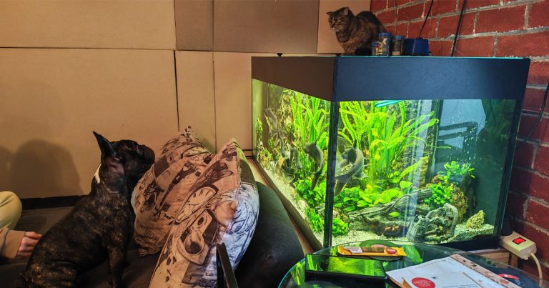 Aquarium substrate fishtank