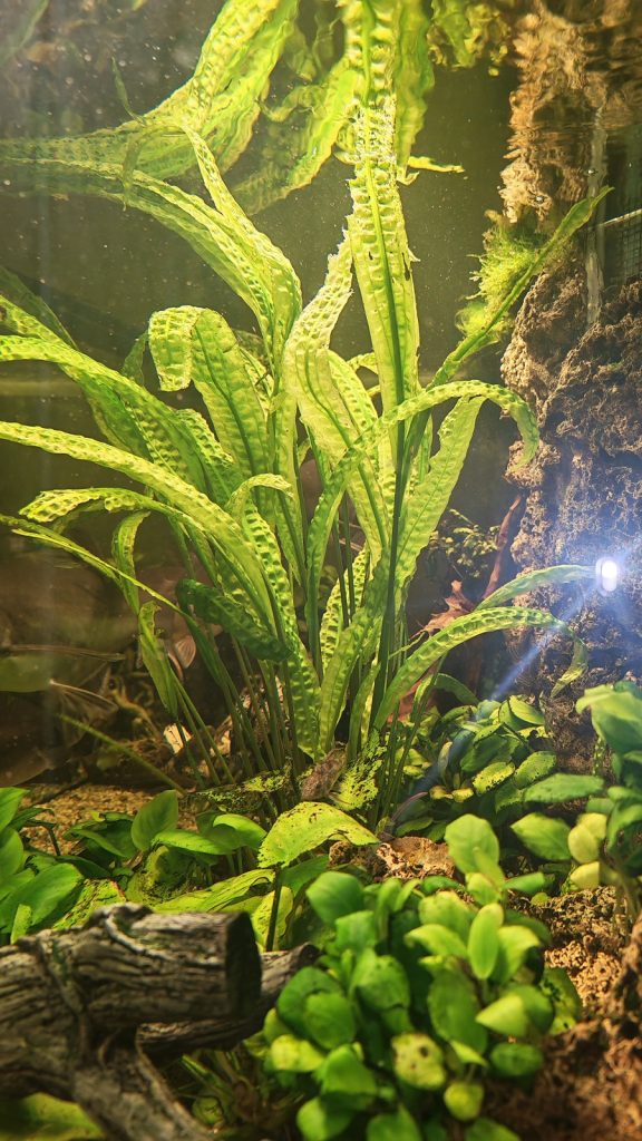 aquarium plants substrate