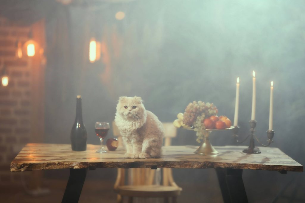 cat vs alcohol