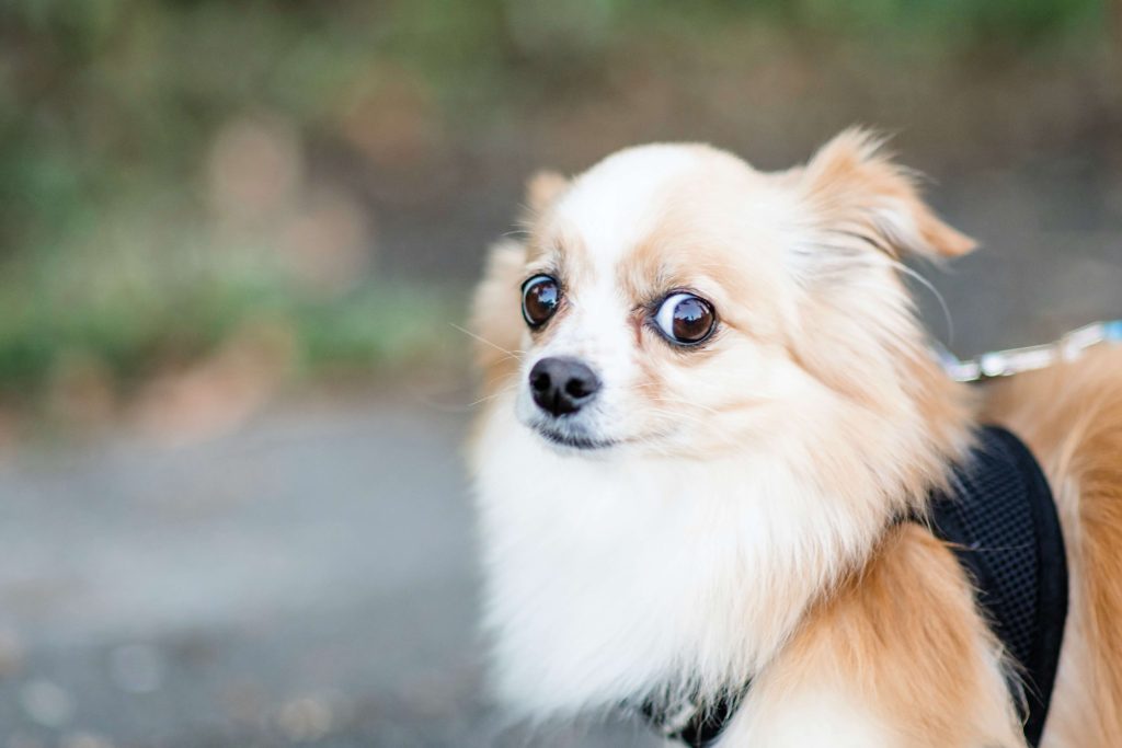 dog sad
