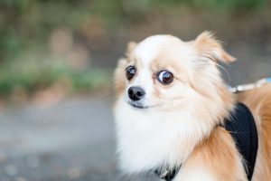 dog sad