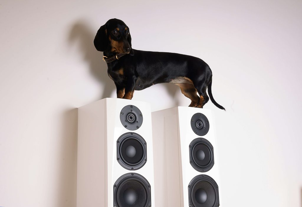 dog scared of loud music