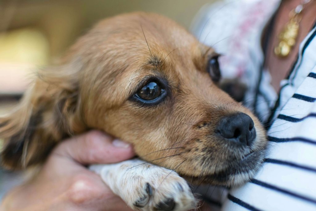 doggie sad