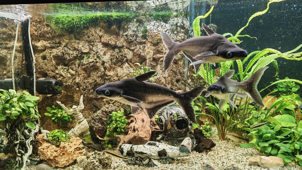 fish tank substrate