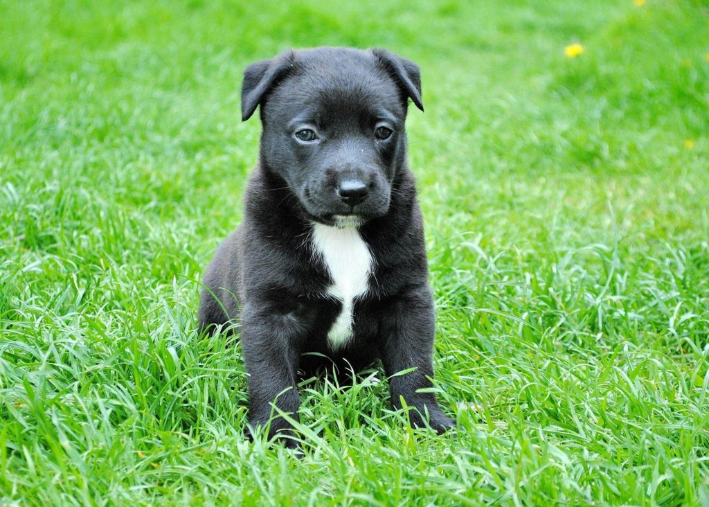 Diseases That Fleas and Ticks Can Transmit
