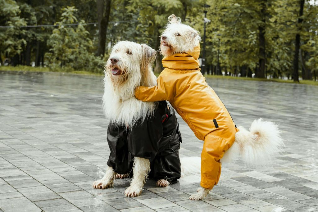 raincoat dog