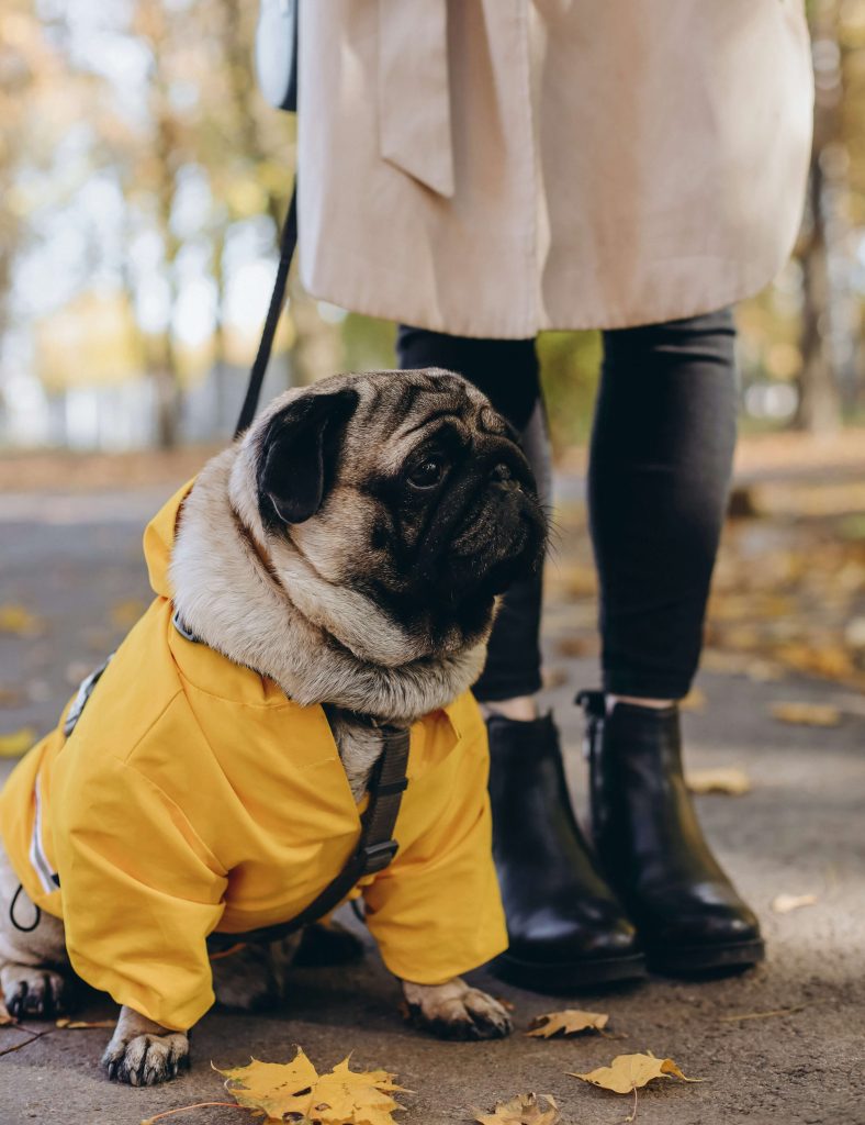 raincoat doggie