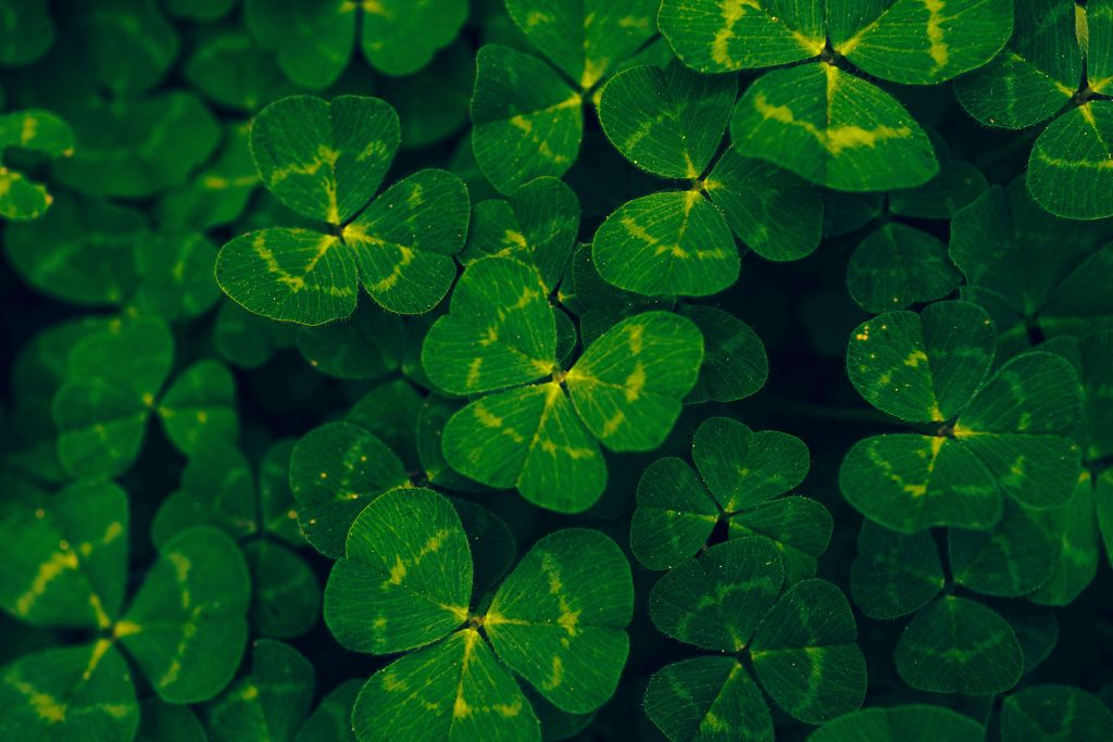 how to celebrate st patrick's day
