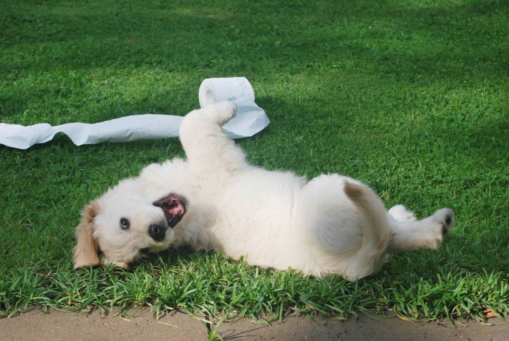 dog poop bag amazon pet product
