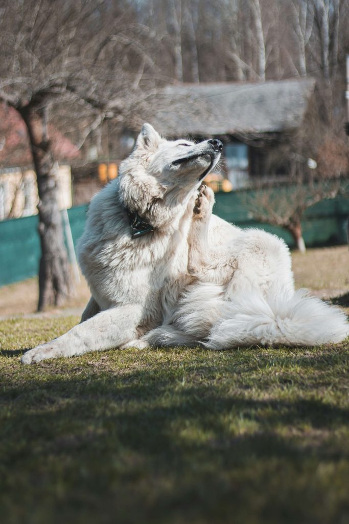 dog allergies