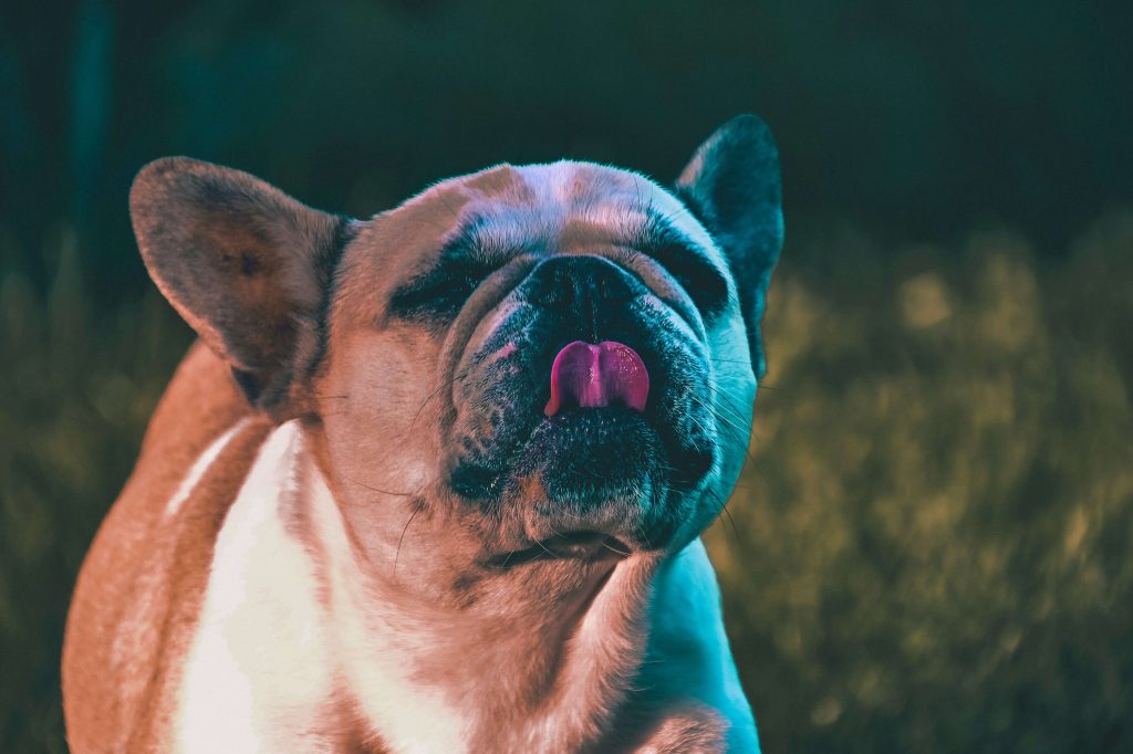 dog allergy