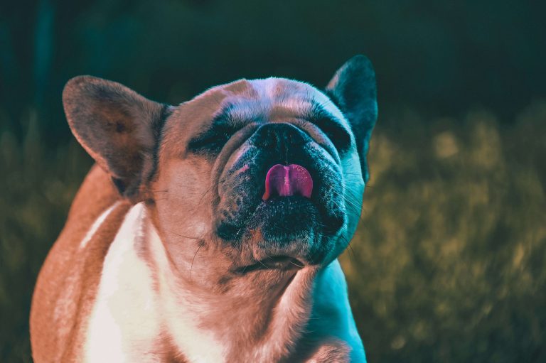 dog allergy
