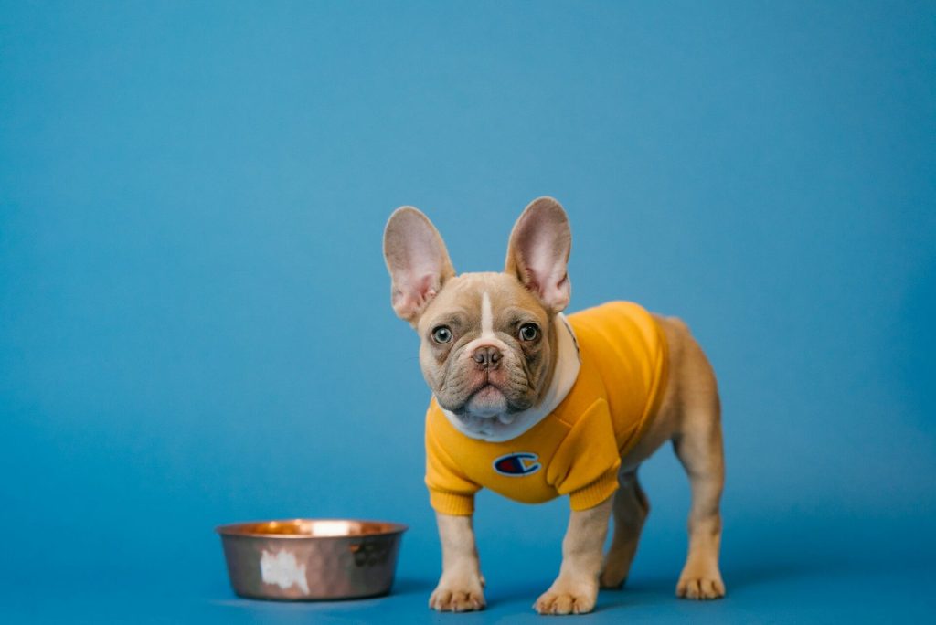 dog food amazon
