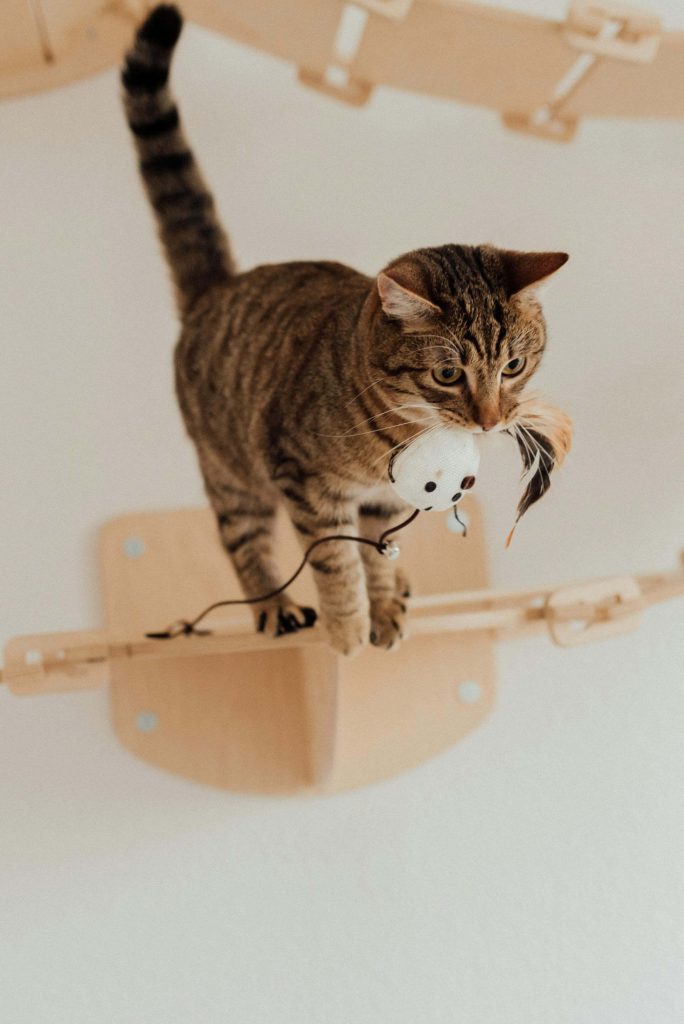 catnip chew toy