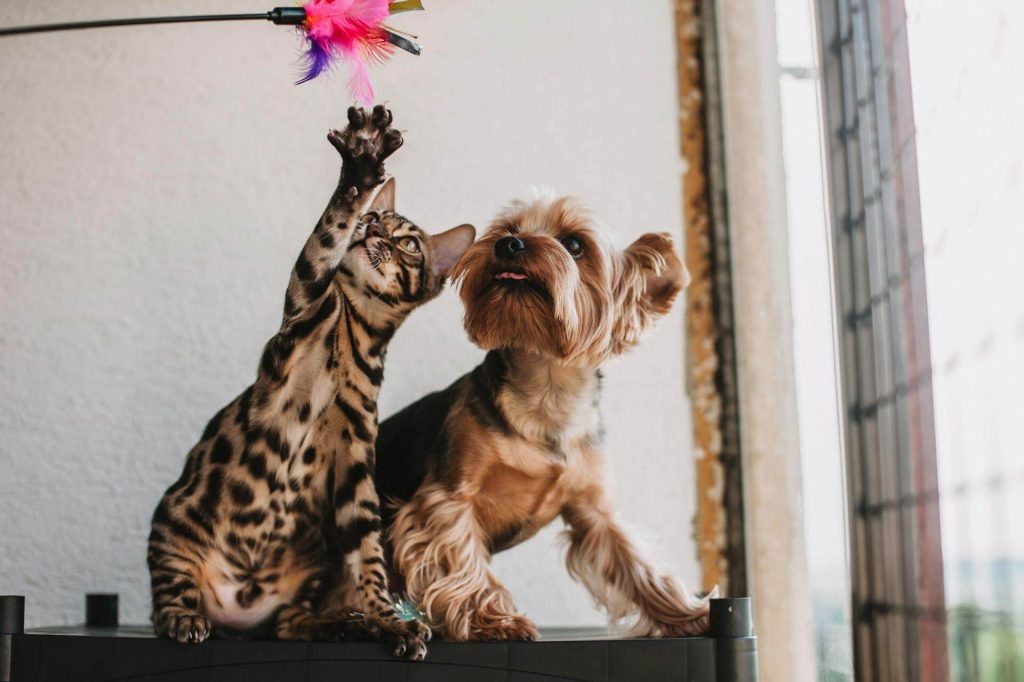 amazon pet products