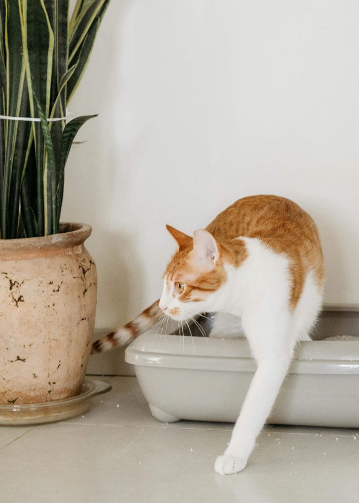 Cat Litter Crystals Deodorizer
