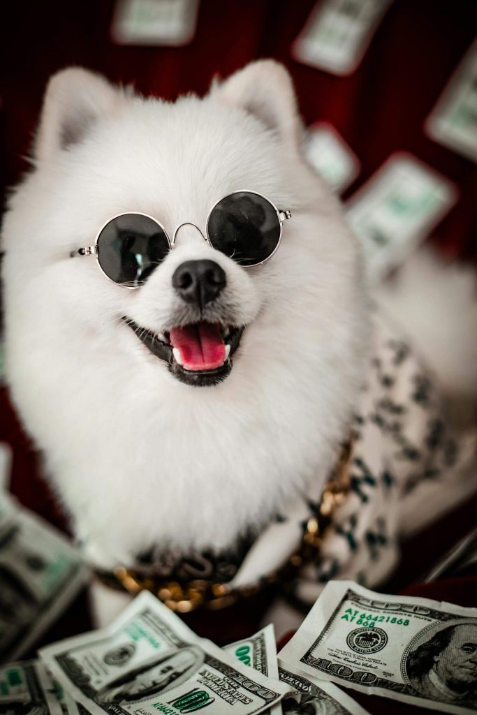Top 10 Best-Selling Pet Products on Amazon