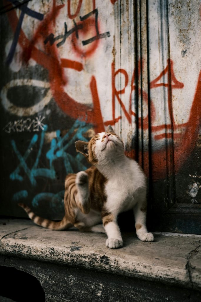 Flea and Tick Problems in Cats