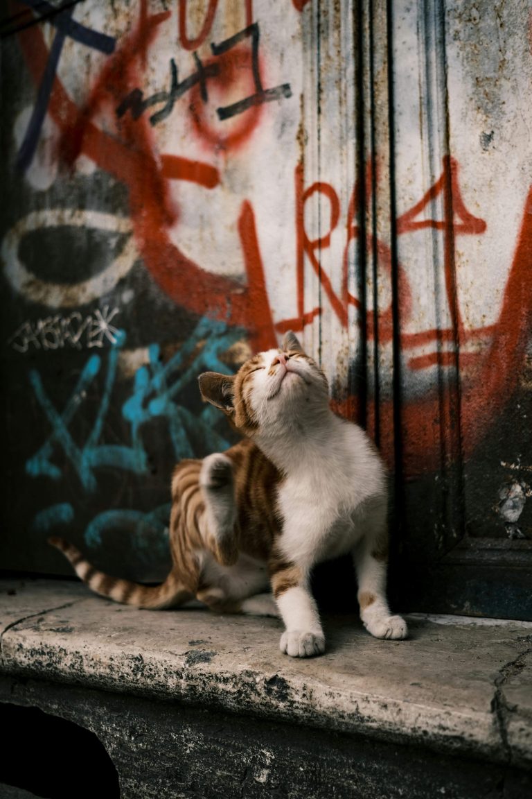 Flea and Tick Problems in Cats