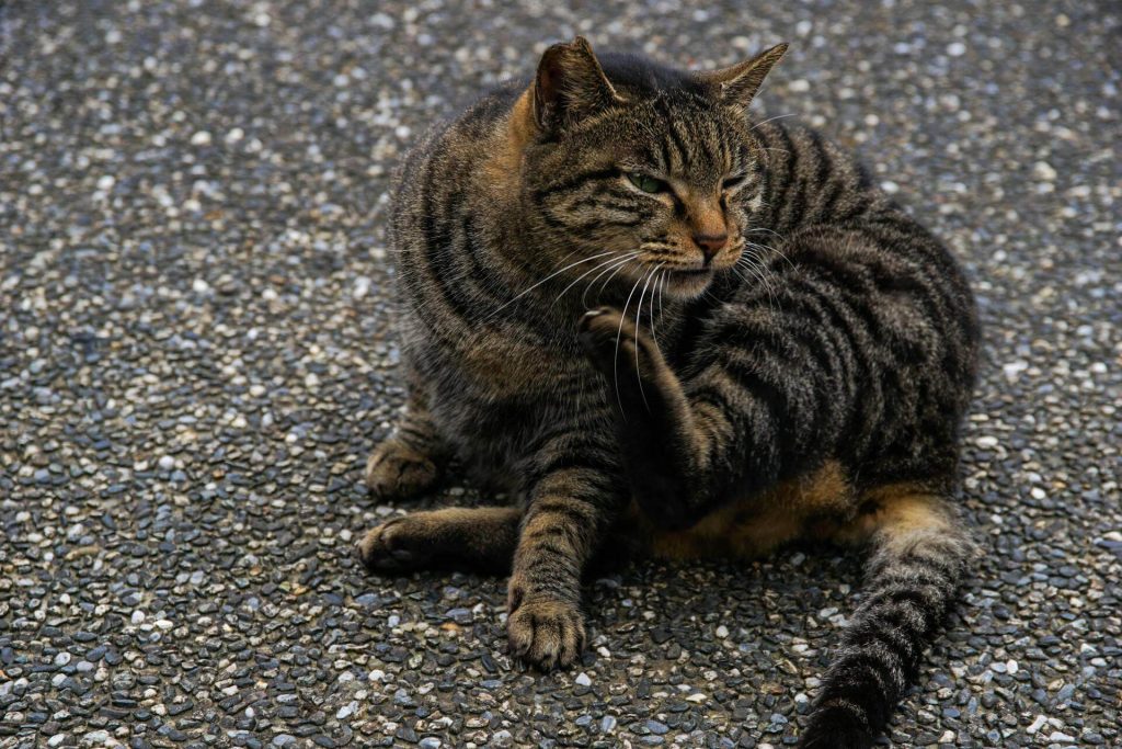 Flea Tick Bites and Itching