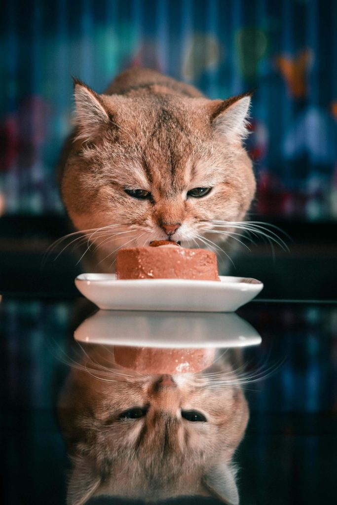 cat wet food amazon products