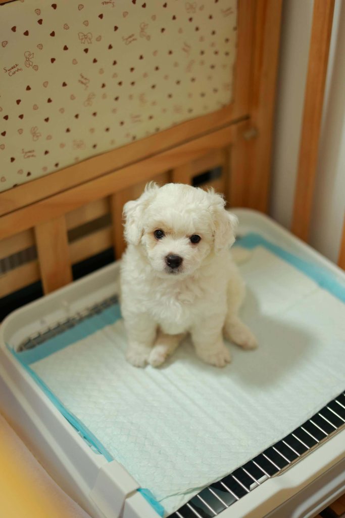 Potty Train Your Puppy