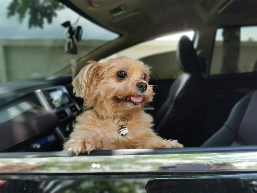 Best Dog Car Seat Cover