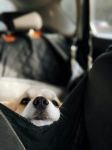 Best Dog Car Seat Cover for Back Seat on Amazon