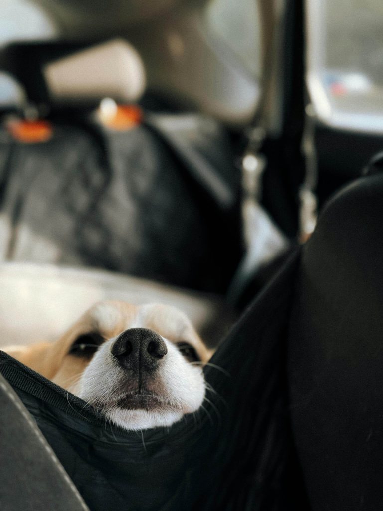 Best Dog Car Seat Cover for Back Seat on Amazon