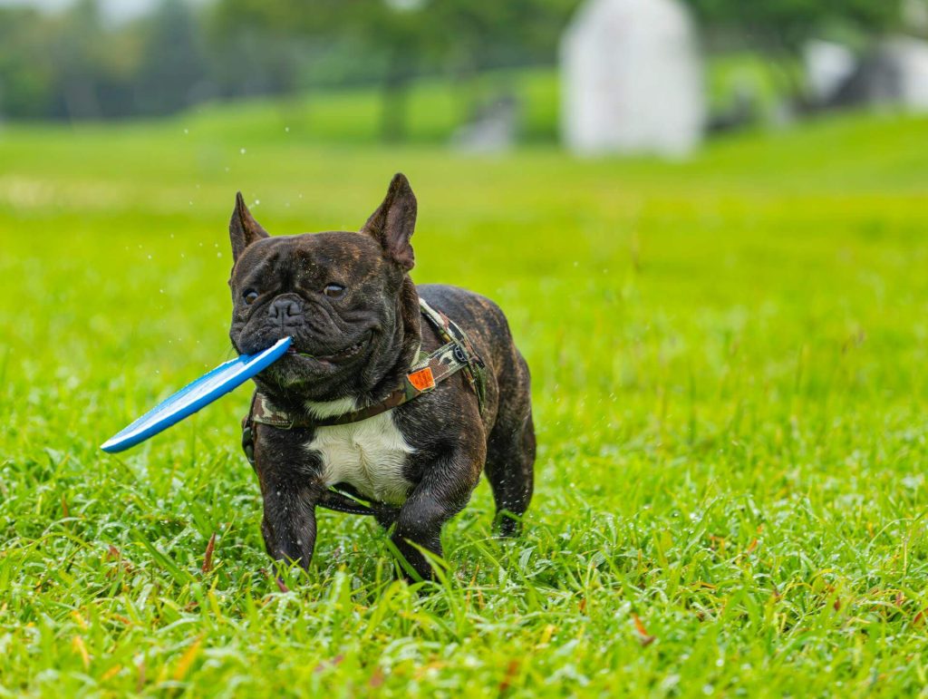 How to Teach Your Dog to Fetch