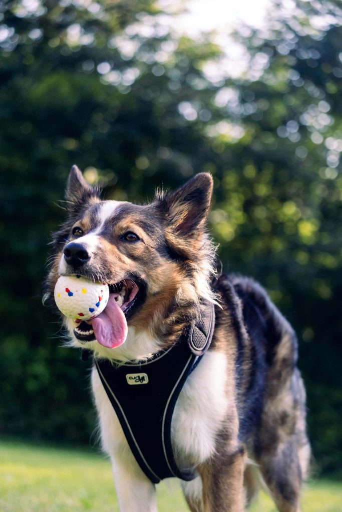 playing fetch with dog