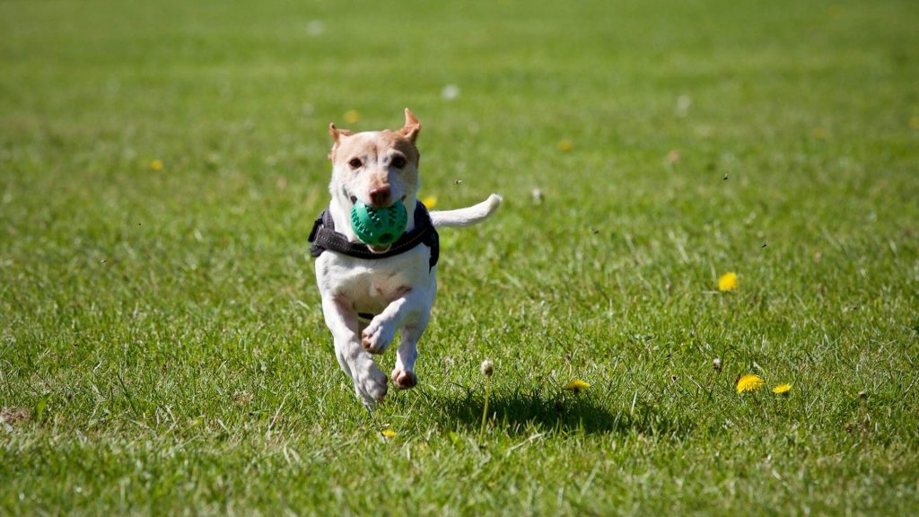 dog fetch