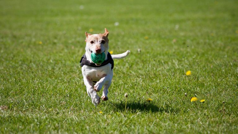 dog fetch