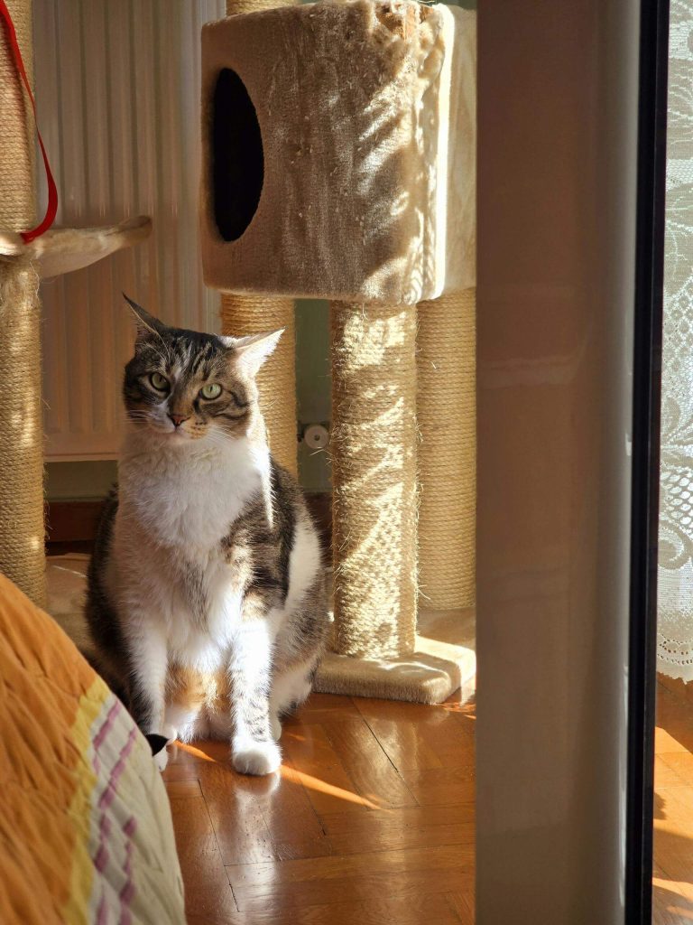cat scratching post