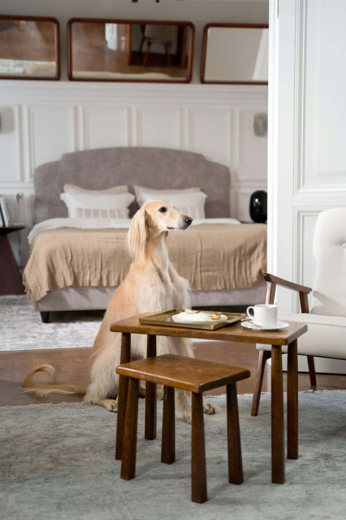 blink Mini 2k+ pet camera for anxiety pets