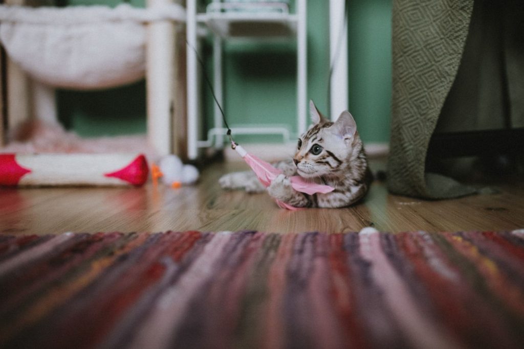 Cat Toys for Indoor Cats