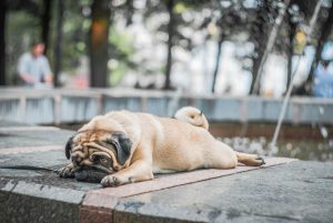 3 Essential Gear Tips to Keep Your Dog Cool This Summer – Cooling Mats, Cooling Vests, Cooling Bandanas