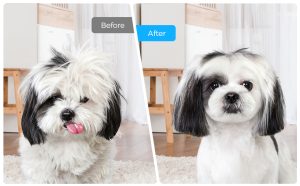 A Hands-On Review of the Docrok Pet Grooming Combo
