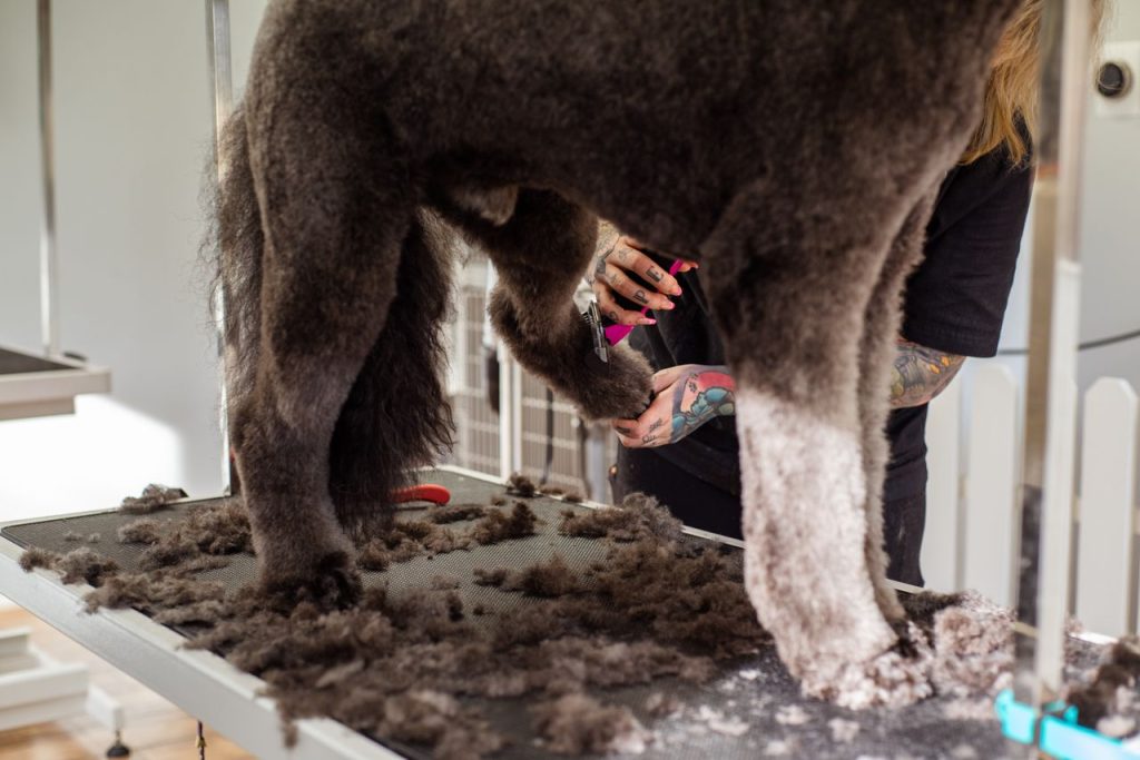 big dog grooming