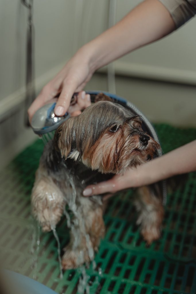 dog bathing before grooming