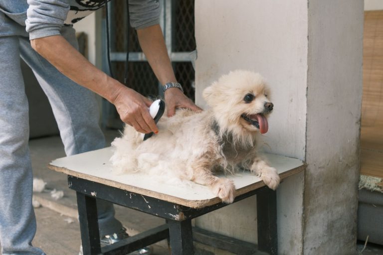 dog grooming at home