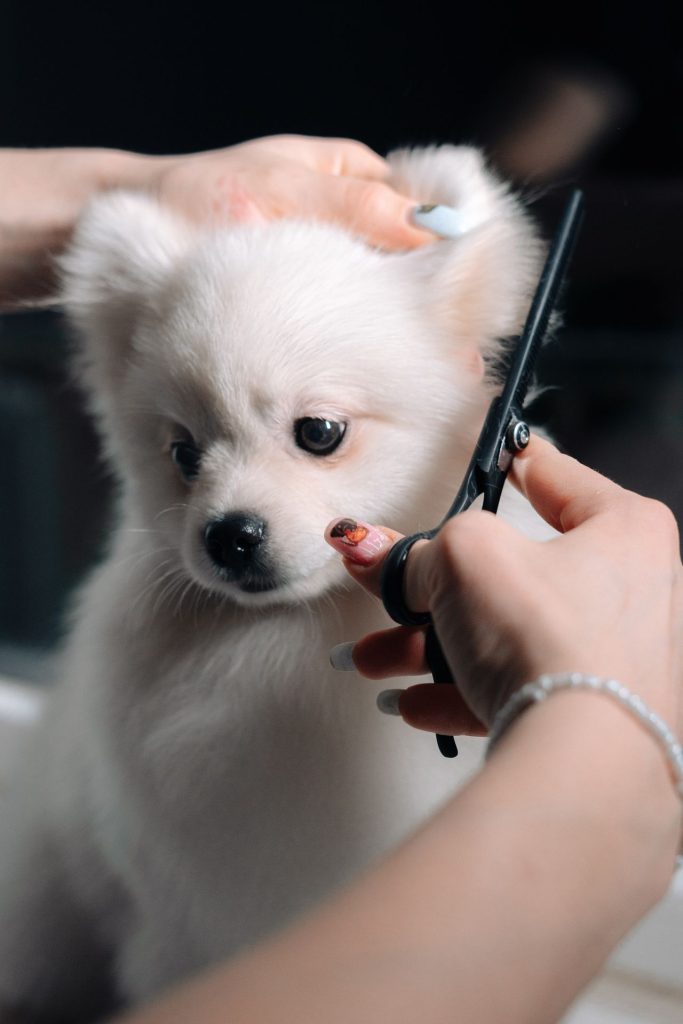 dog grooming with Shears